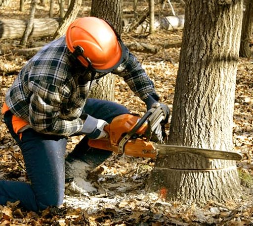 Tree Removal in Alpine, NJ